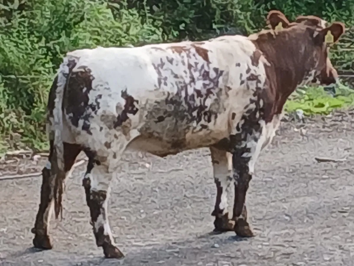 🔥🔥Serious blue heifer - Image 2