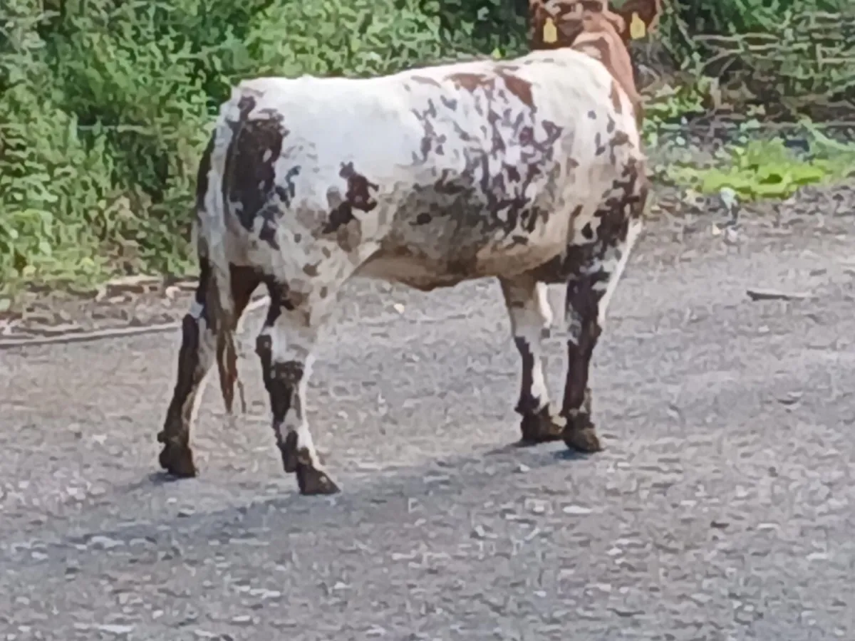 🔥🔥Serious blue heifer - Image 3