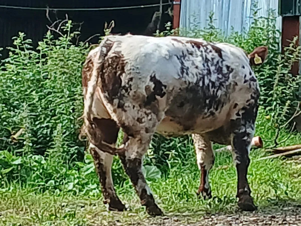 🔥🔥Serious blue heifer - Image 4