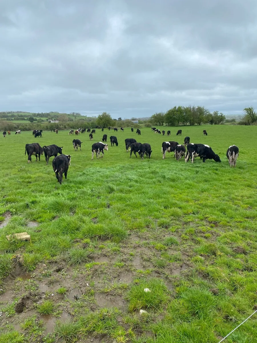 Cattle shed - Image 3