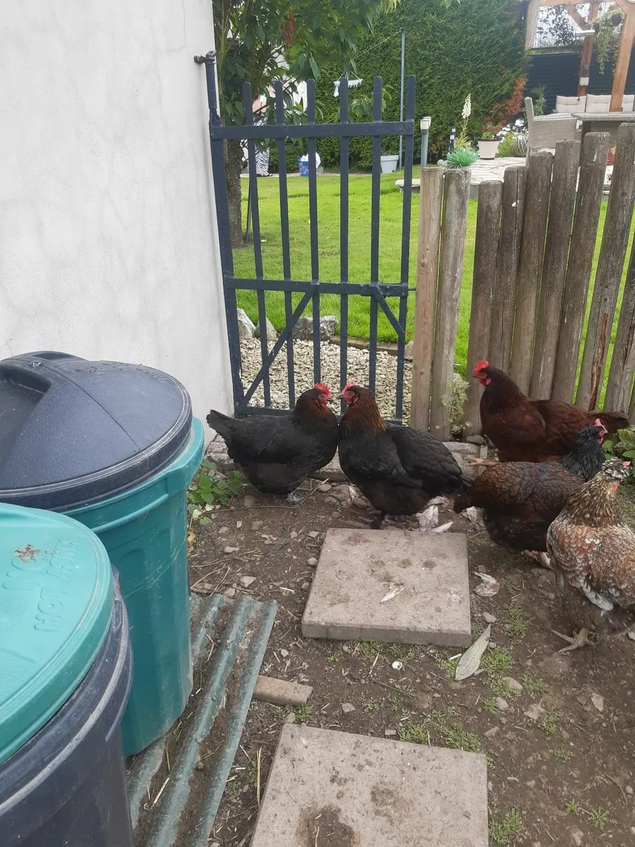 Poultry - Image 1