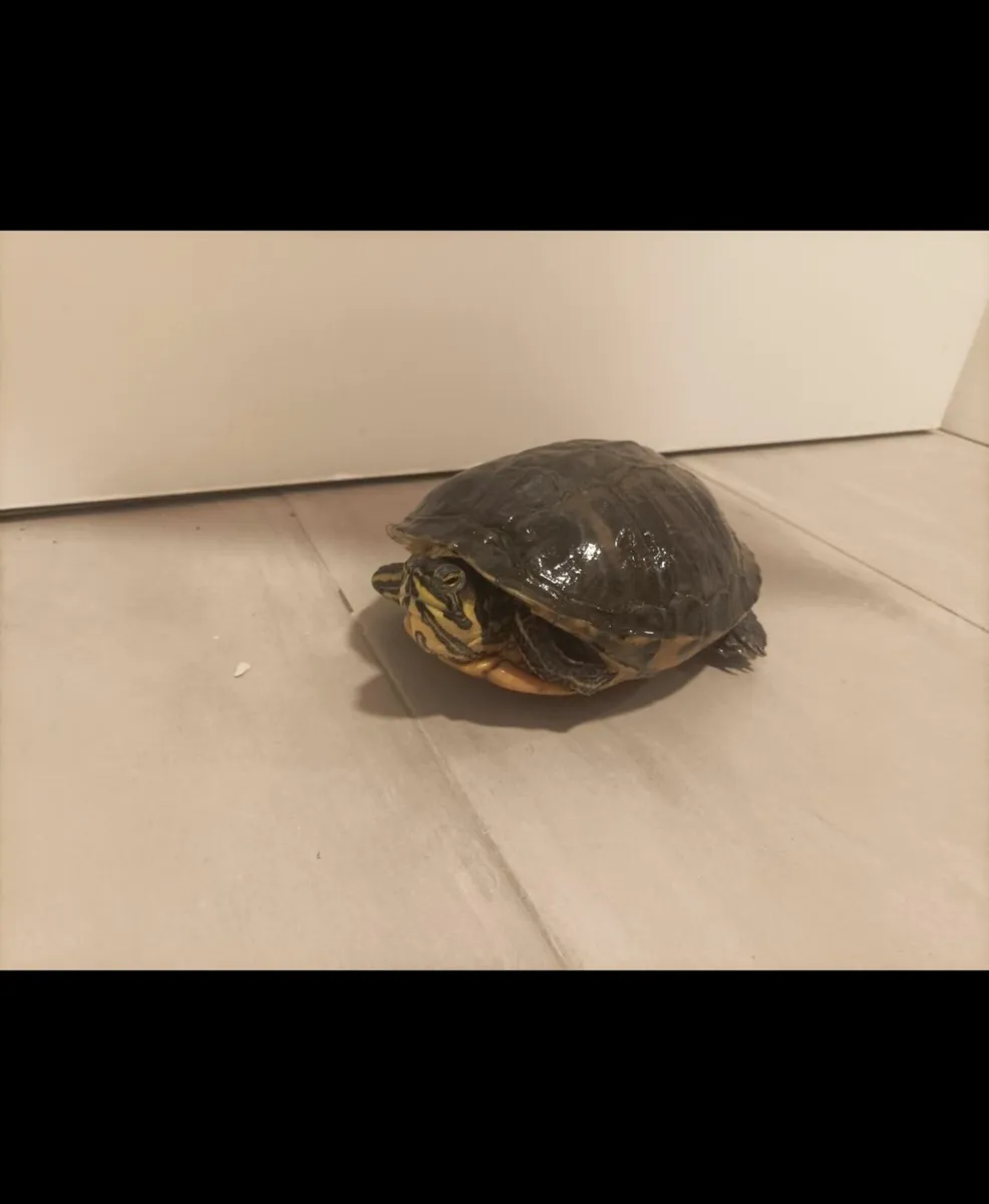 Turtle - Image 1