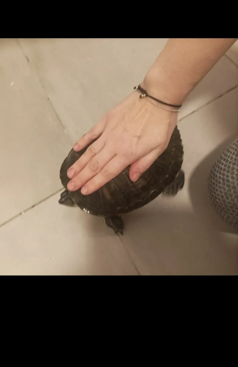 Turtle - Image 3