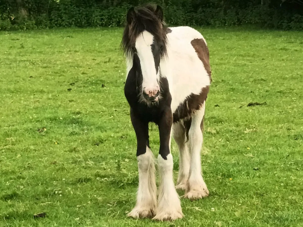 YEARLING FILLY - Image 1