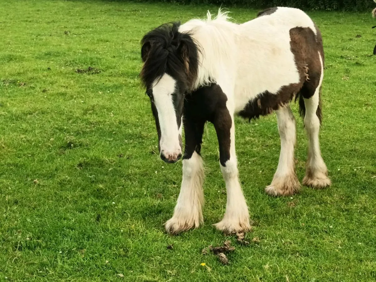 YEARLING FILLY - Image 2