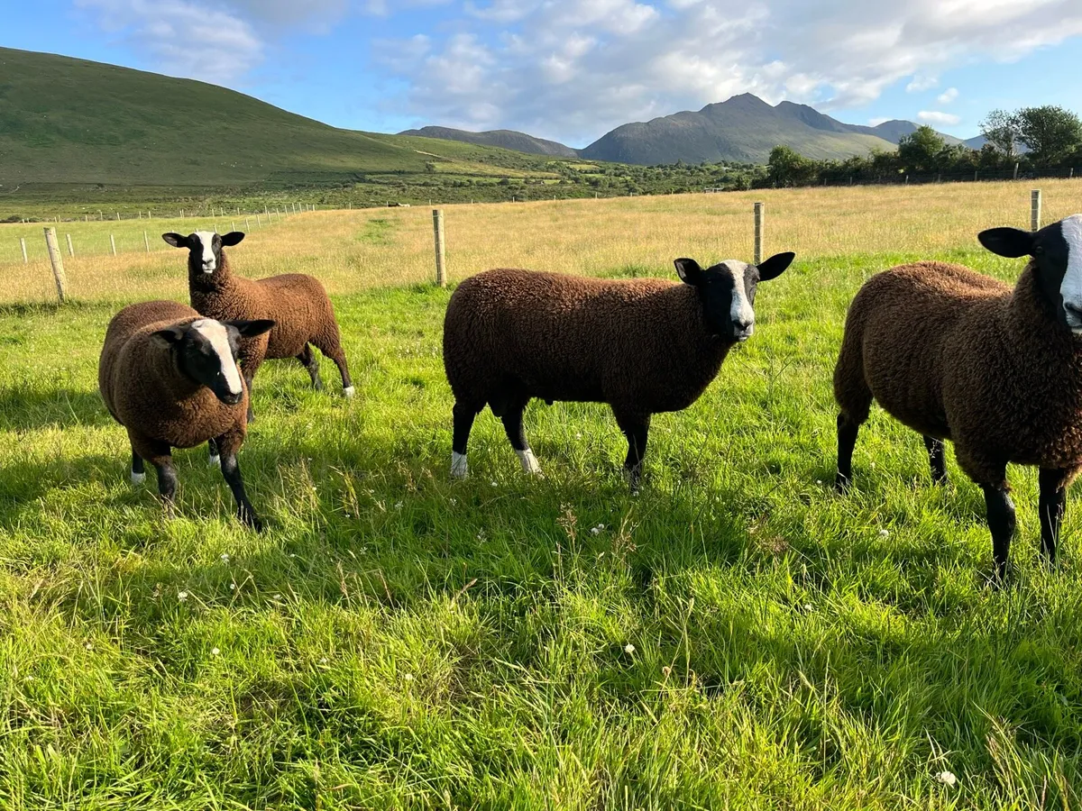 Zwarbles sheep - Image 1