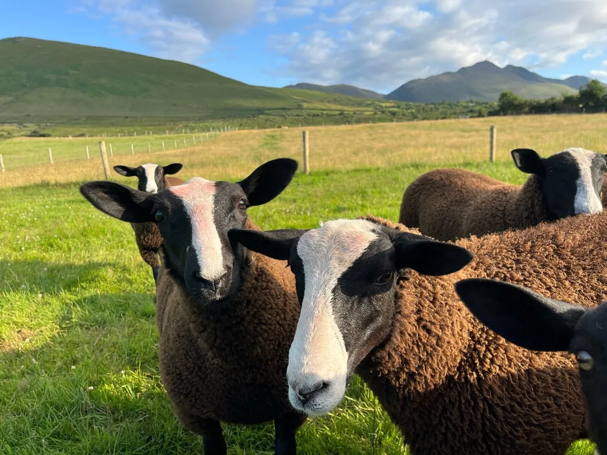 Zwarbles sheep - Image 2