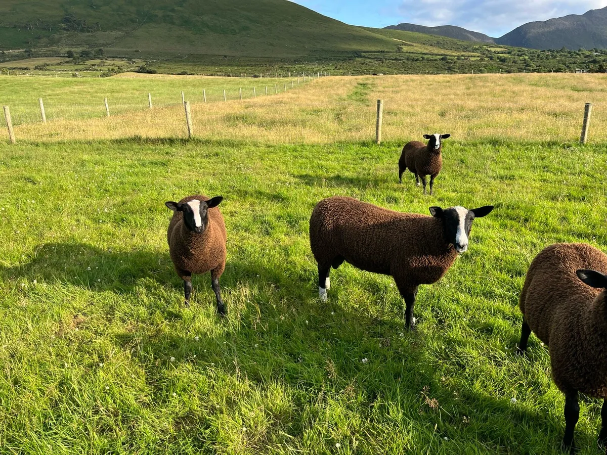 Zwarbles sheep - Image 3