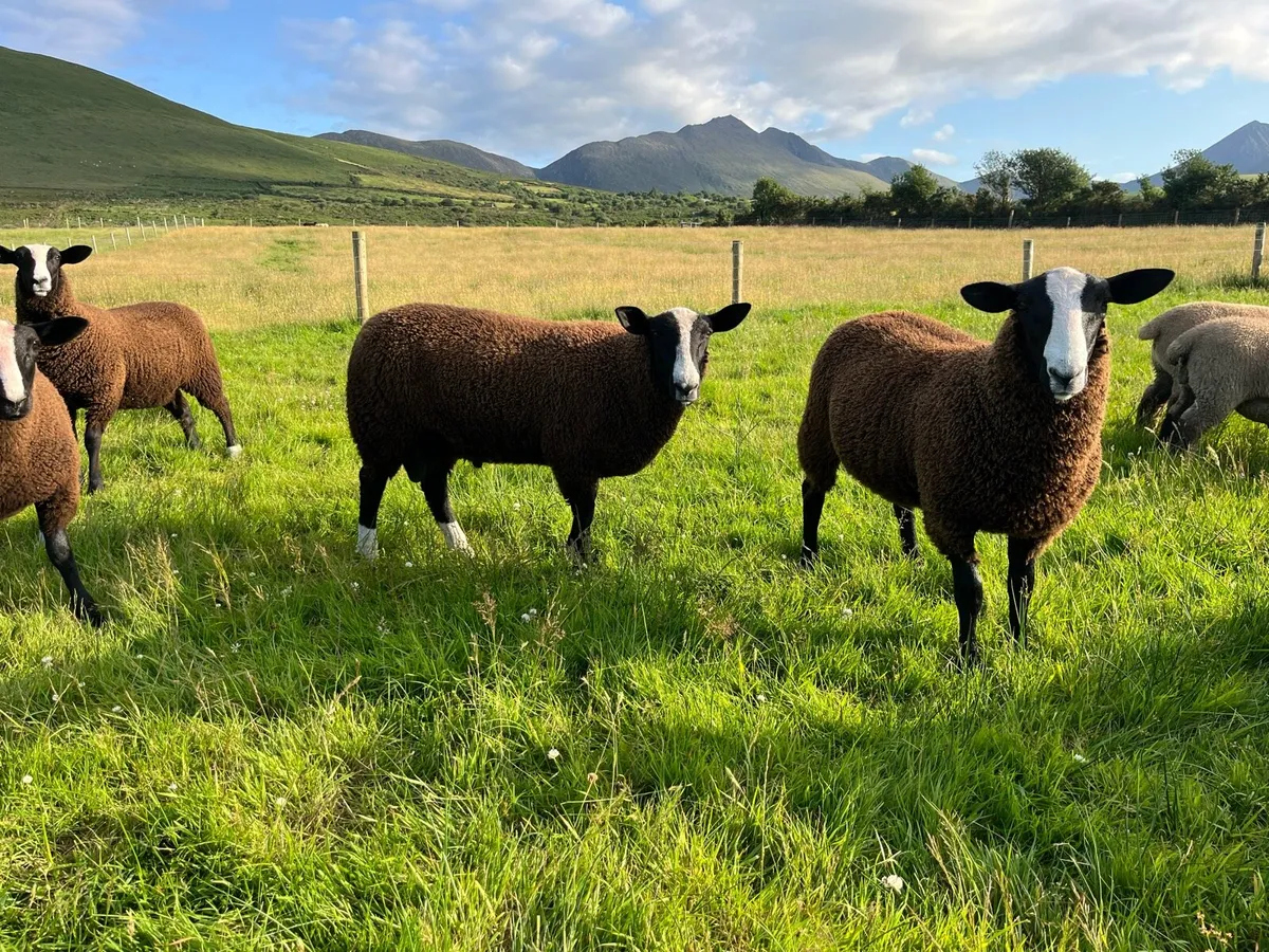 Zwarbles sheep - Image 4