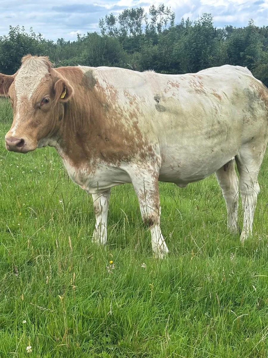 Incalf heifers Ballybay this Saturday - Image 1