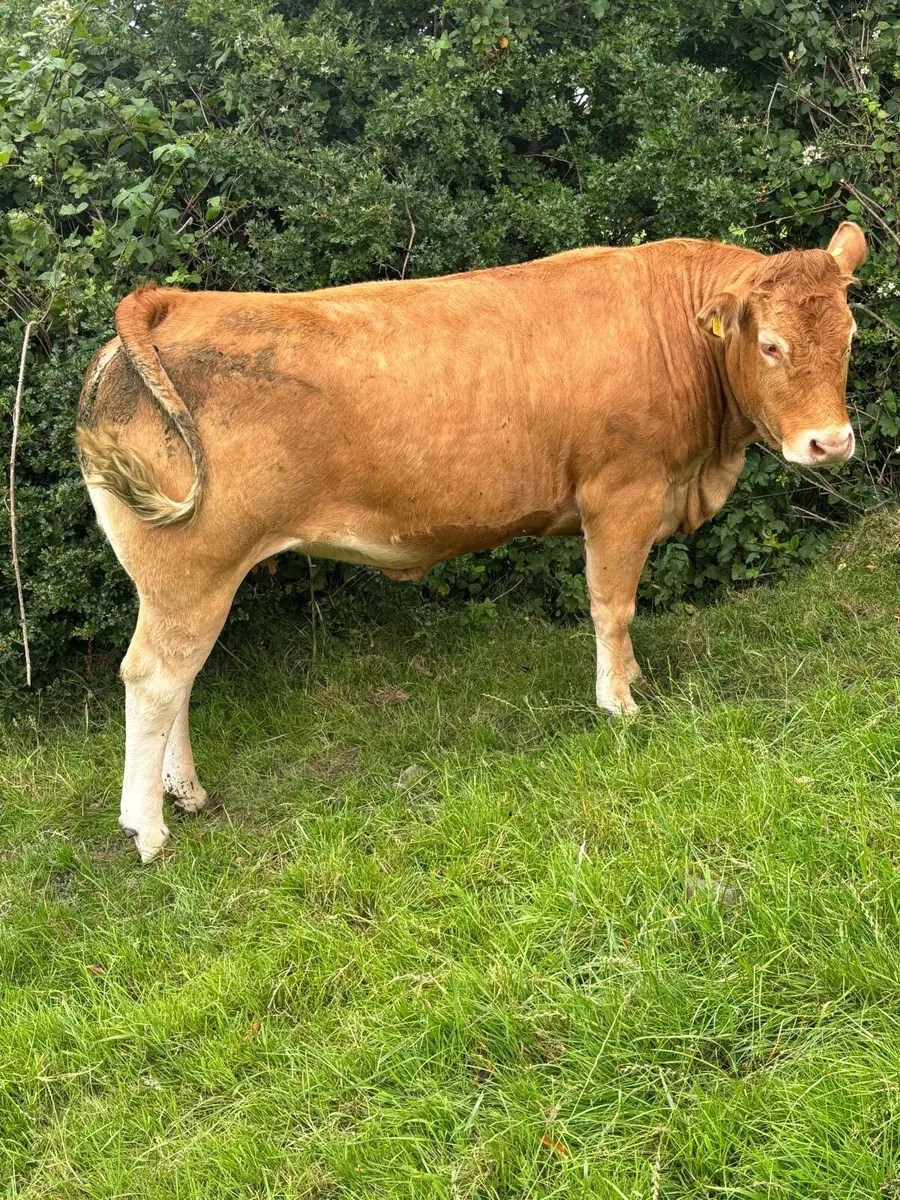 Incalf heifers Ballybay this Saturday - Image 2