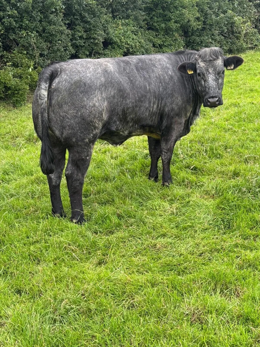 Incalf heifers Ballybay this Saturday - Image 3