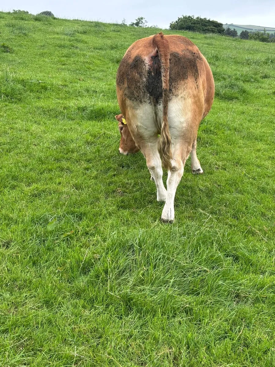 Incalf heifers Ballybay this Saturday - Image 4