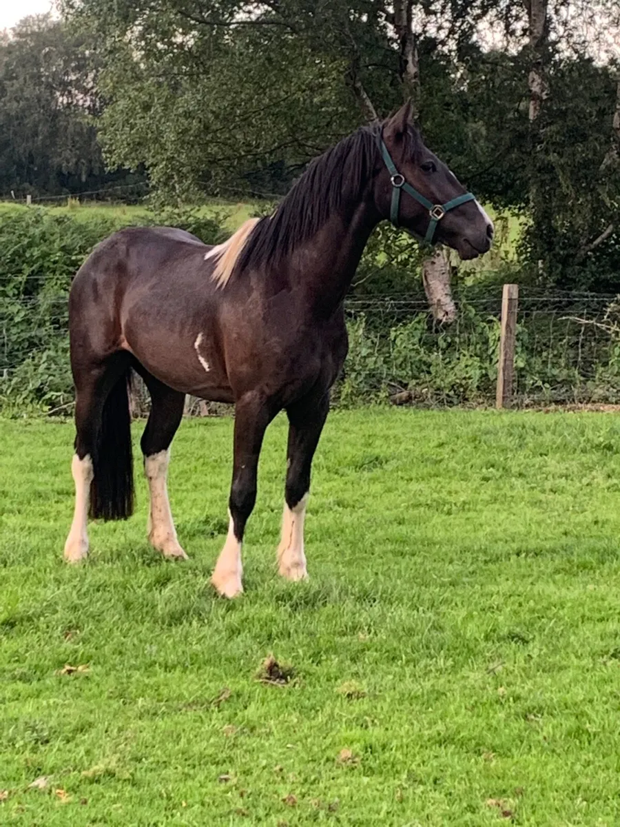 🍀Light weight show cob 🍀 - Image 1