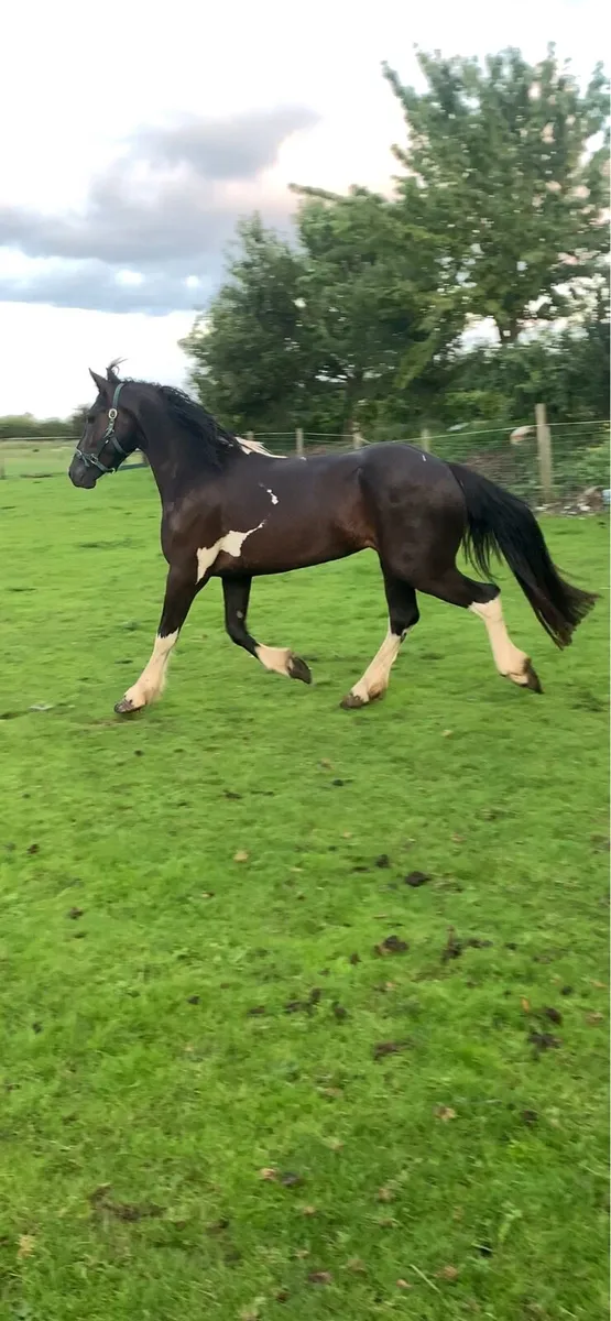 🍀Light weight show cob 🍀 - Image 3
