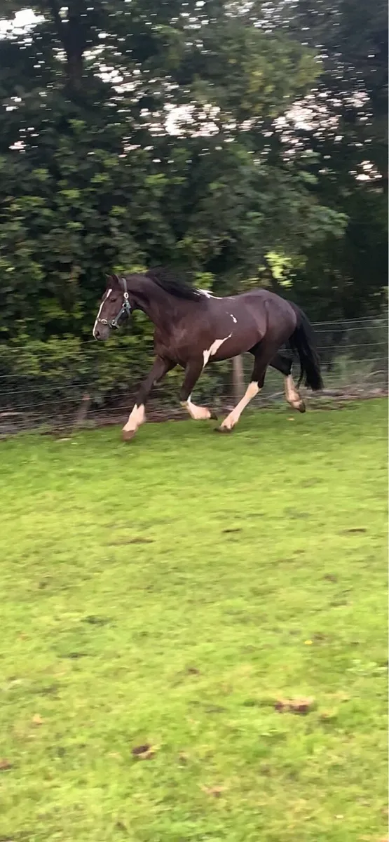 🍀Light weight show cob 🍀 - Image 4