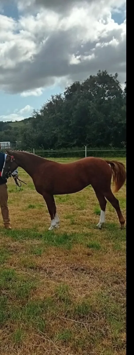 Pony - Image 2