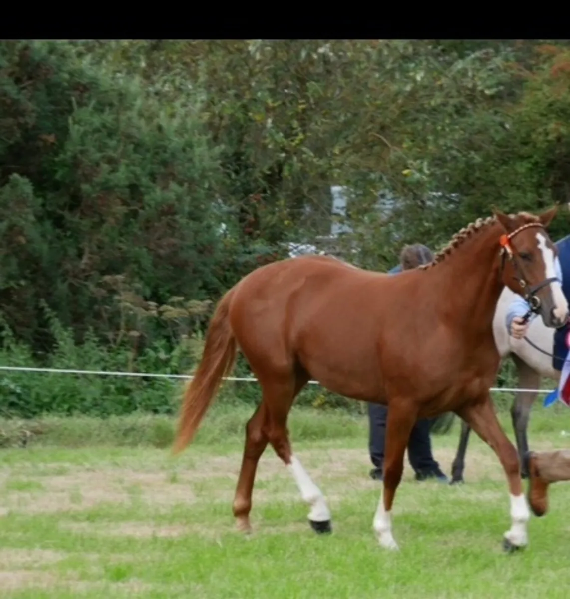 Pony - Image 1
