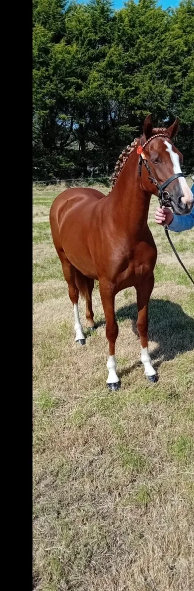 Pony - Image 3