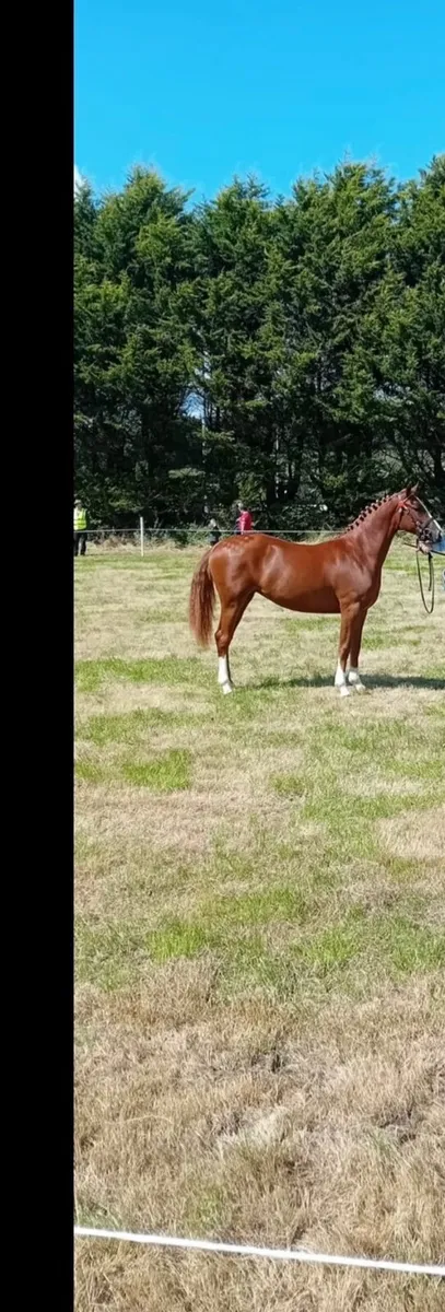 Pony - Image 4