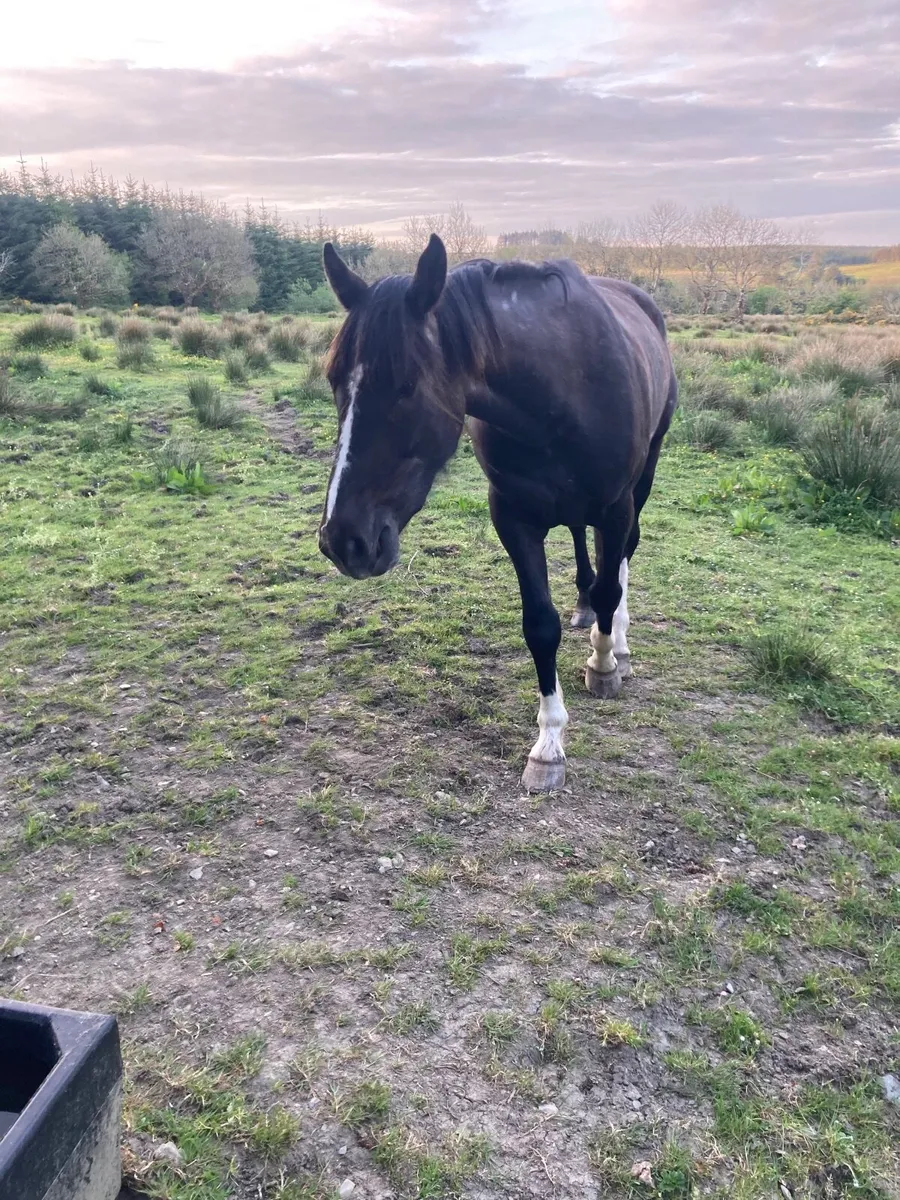 Horse - Image 2