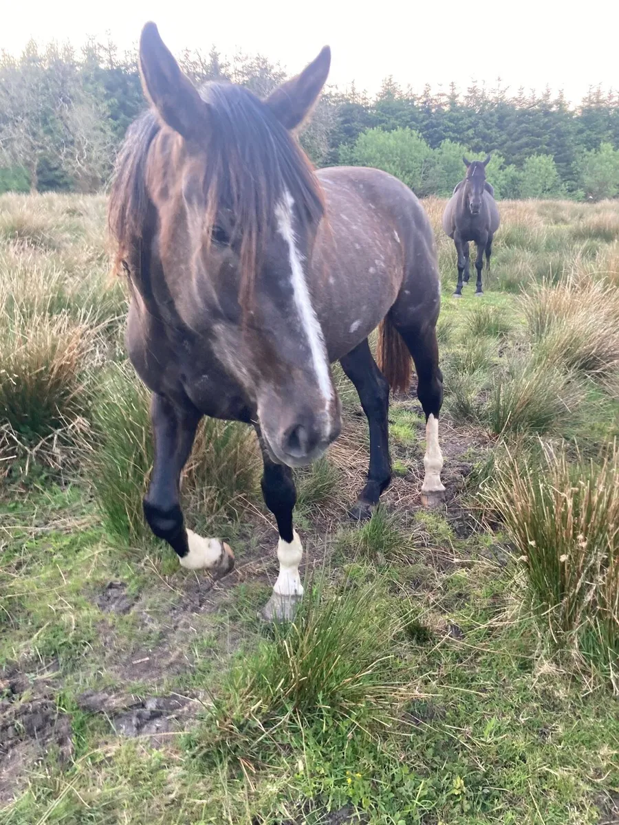 Horse - Image 3