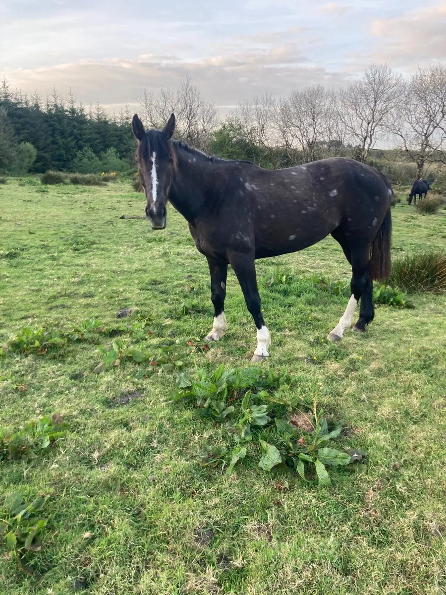 Horse - Image 4