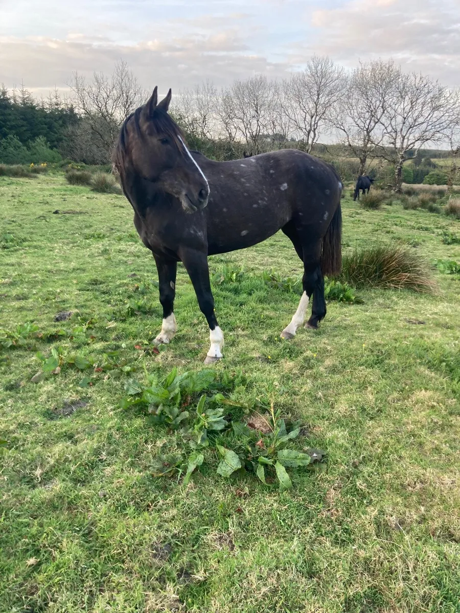Horse - Image 1
