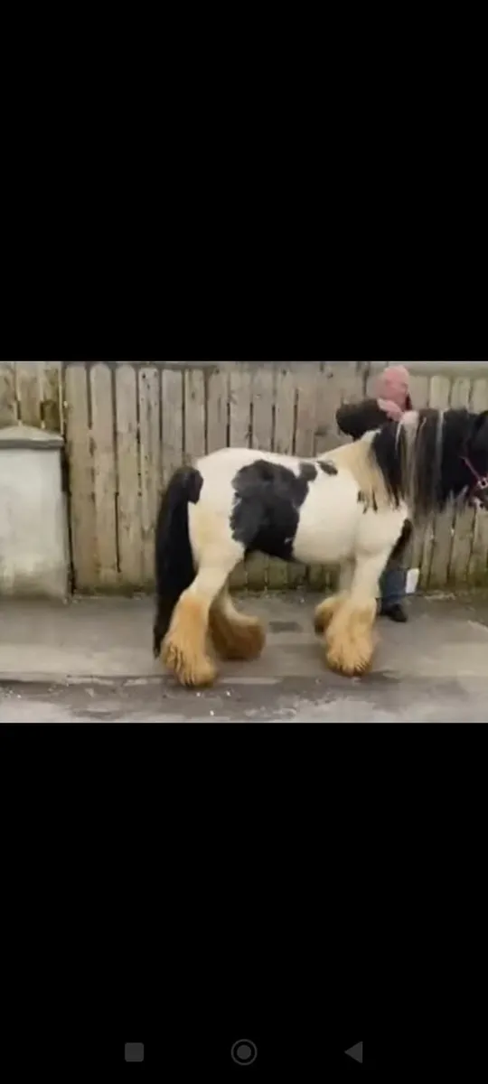 Stallion - Image 1