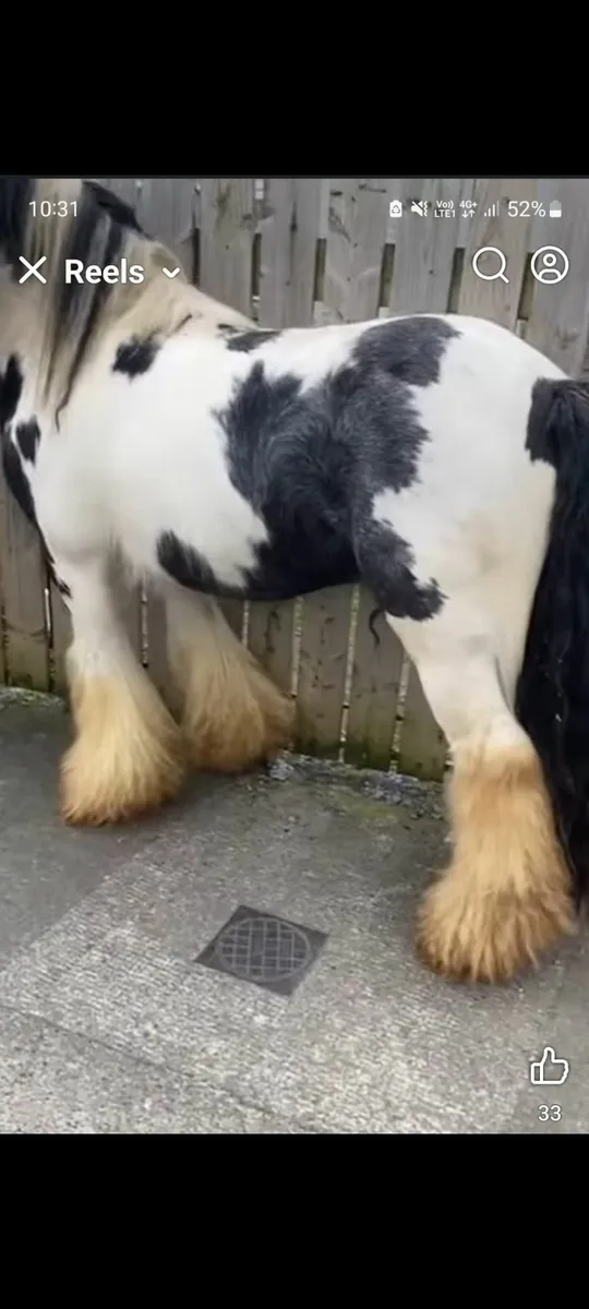 Stallion - Image 4
