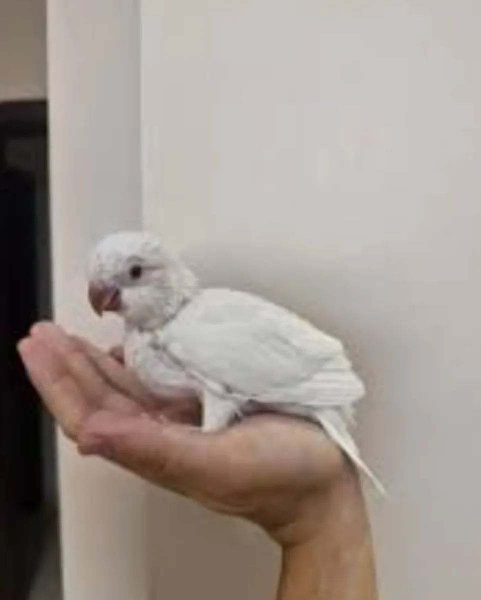 Parrot - Image 1
