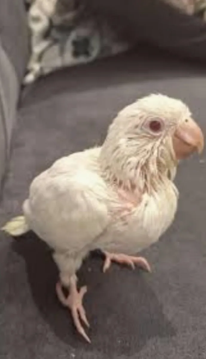 Parrot - Image 2