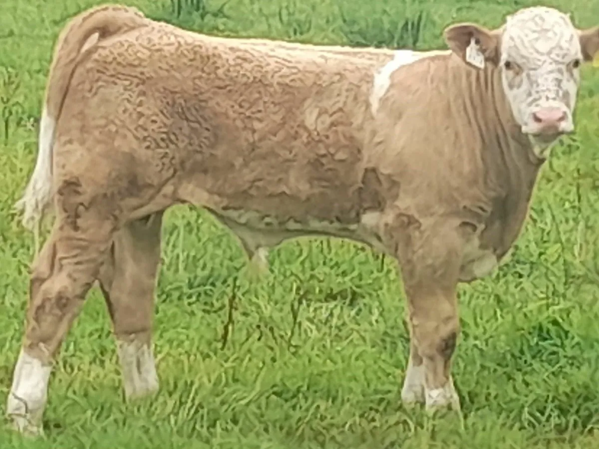 Super Simmental & Charolais Bull Weanlings - Image 1