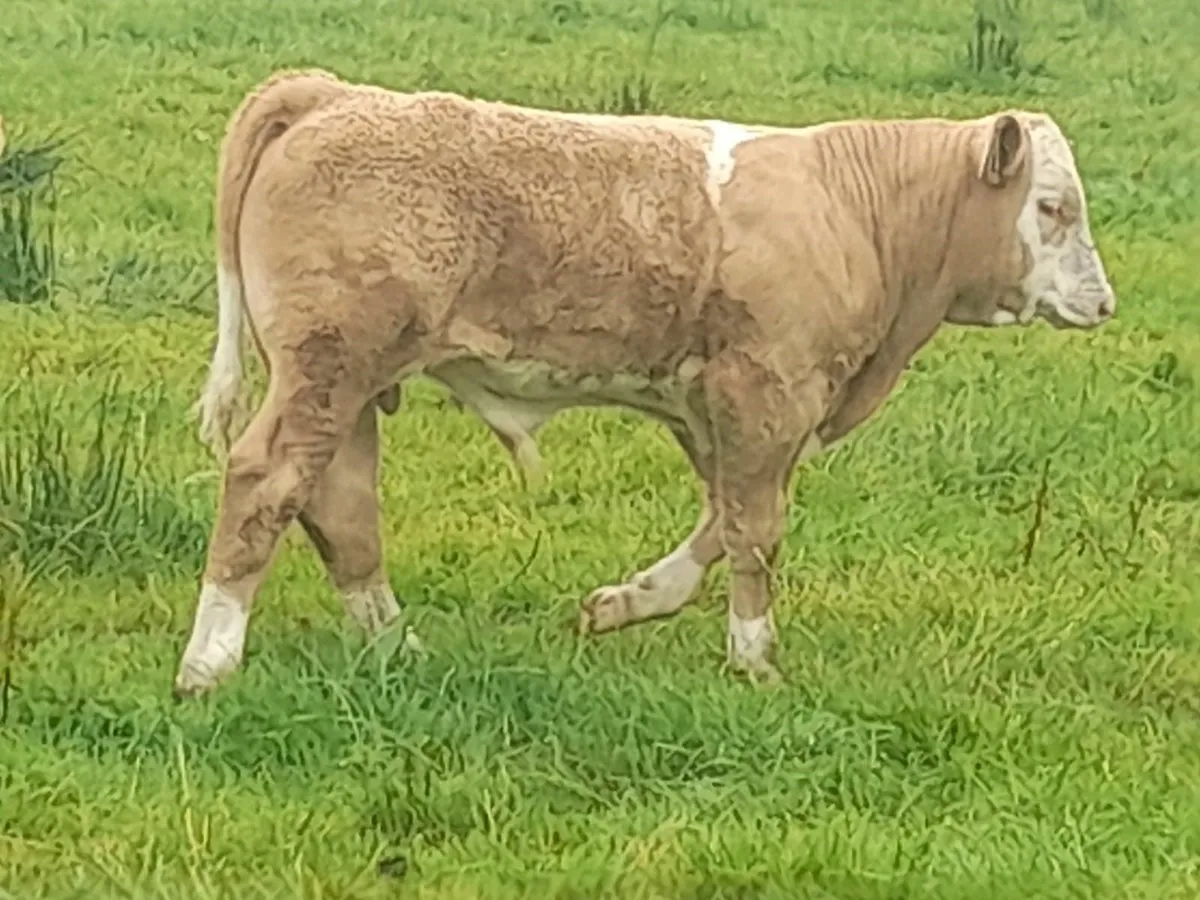 Super Simmental & Charolais Bull Weanlings - Image 2