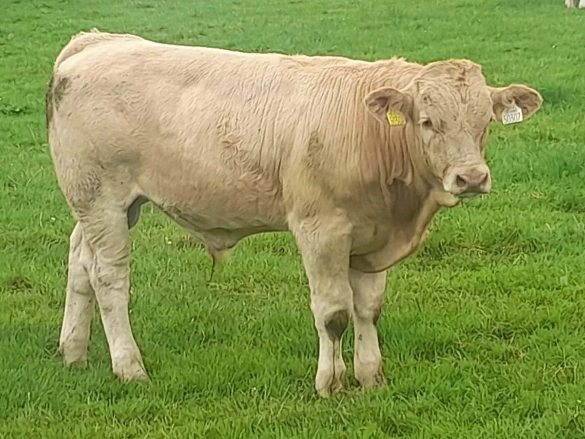 Super Simmental & Charolais Bull Weanlings - Image 3