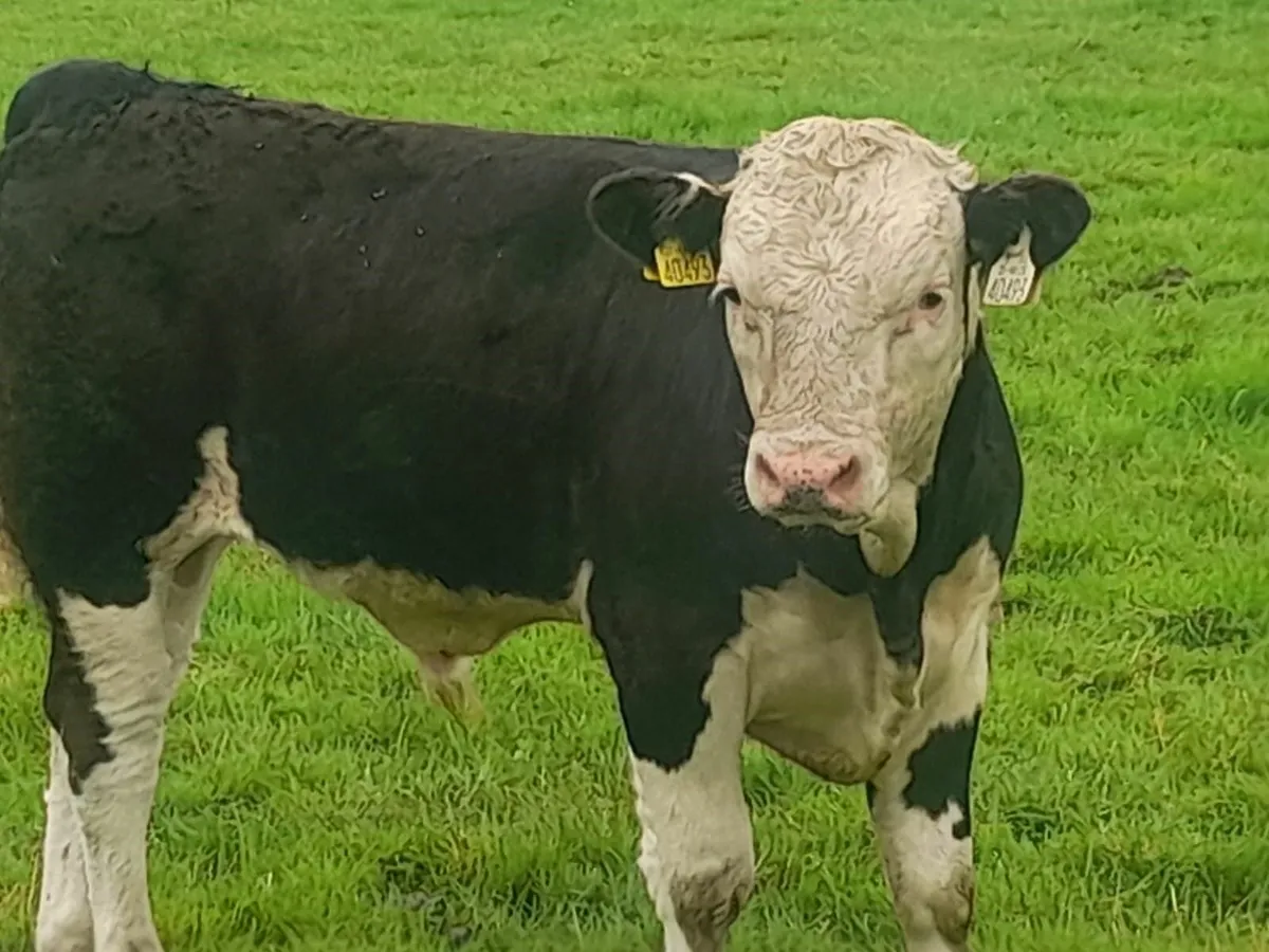 Super Simmental & Charolais Bull Weanlings - Image 4