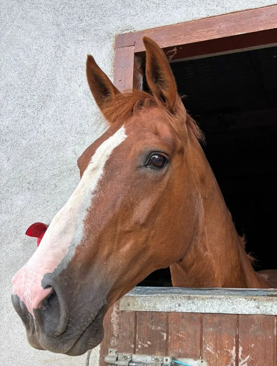 Horse 16. 1  All Rounder - Image 1
