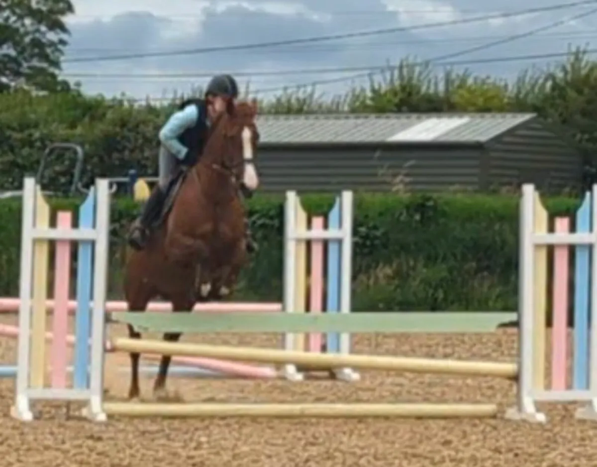 Horse 16. 1  All Rounder - Image 2