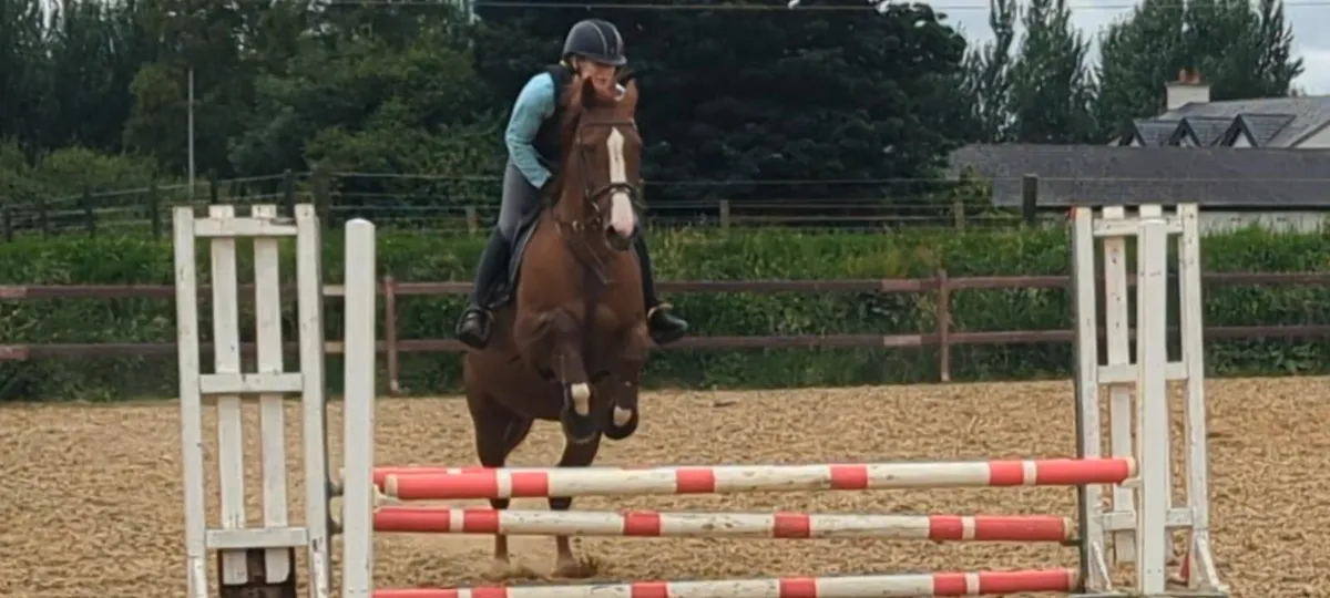Horse 16. 1  All Rounder - Image 3
