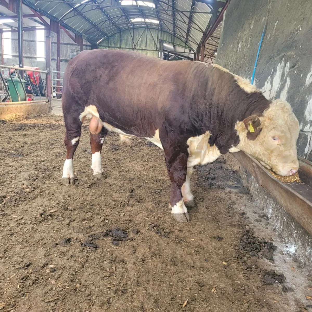 Bull