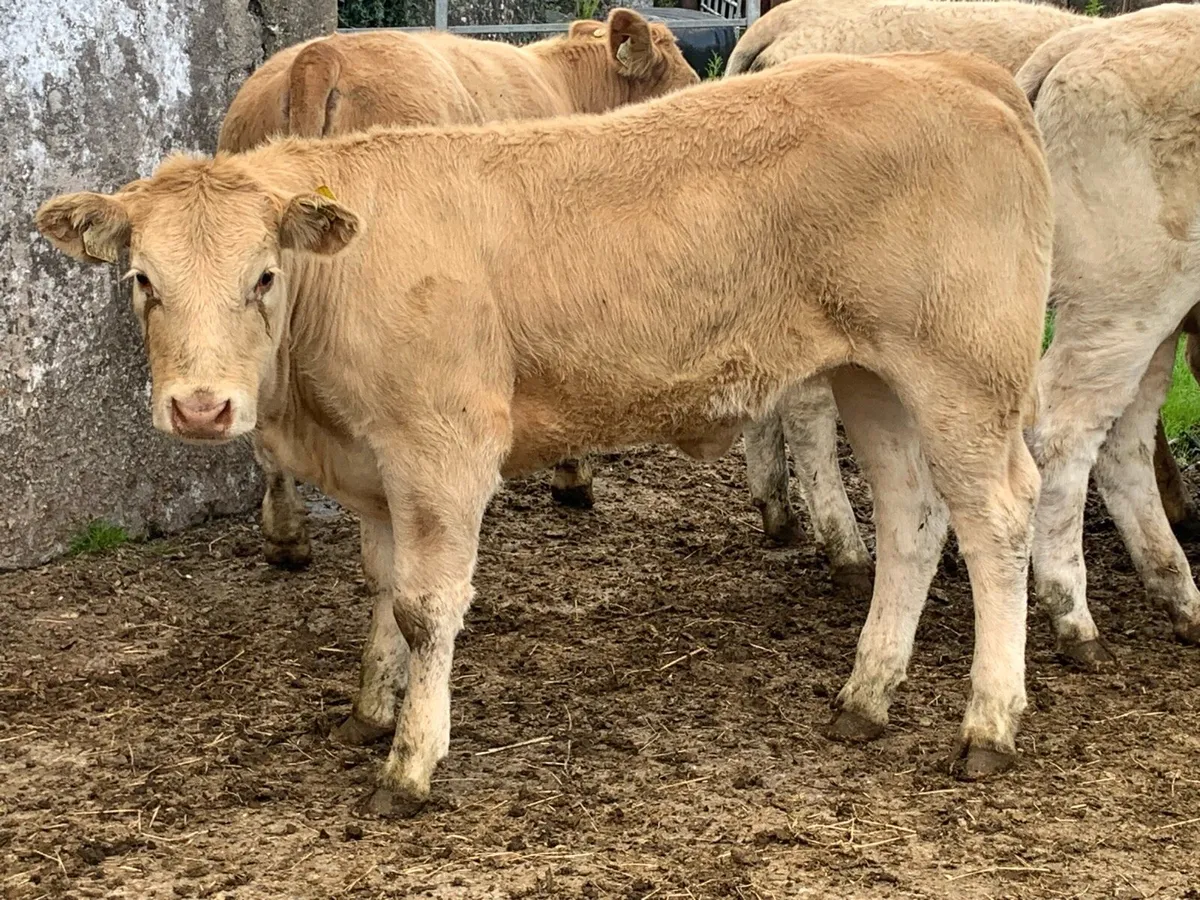 5 u grade heifers - Image 1