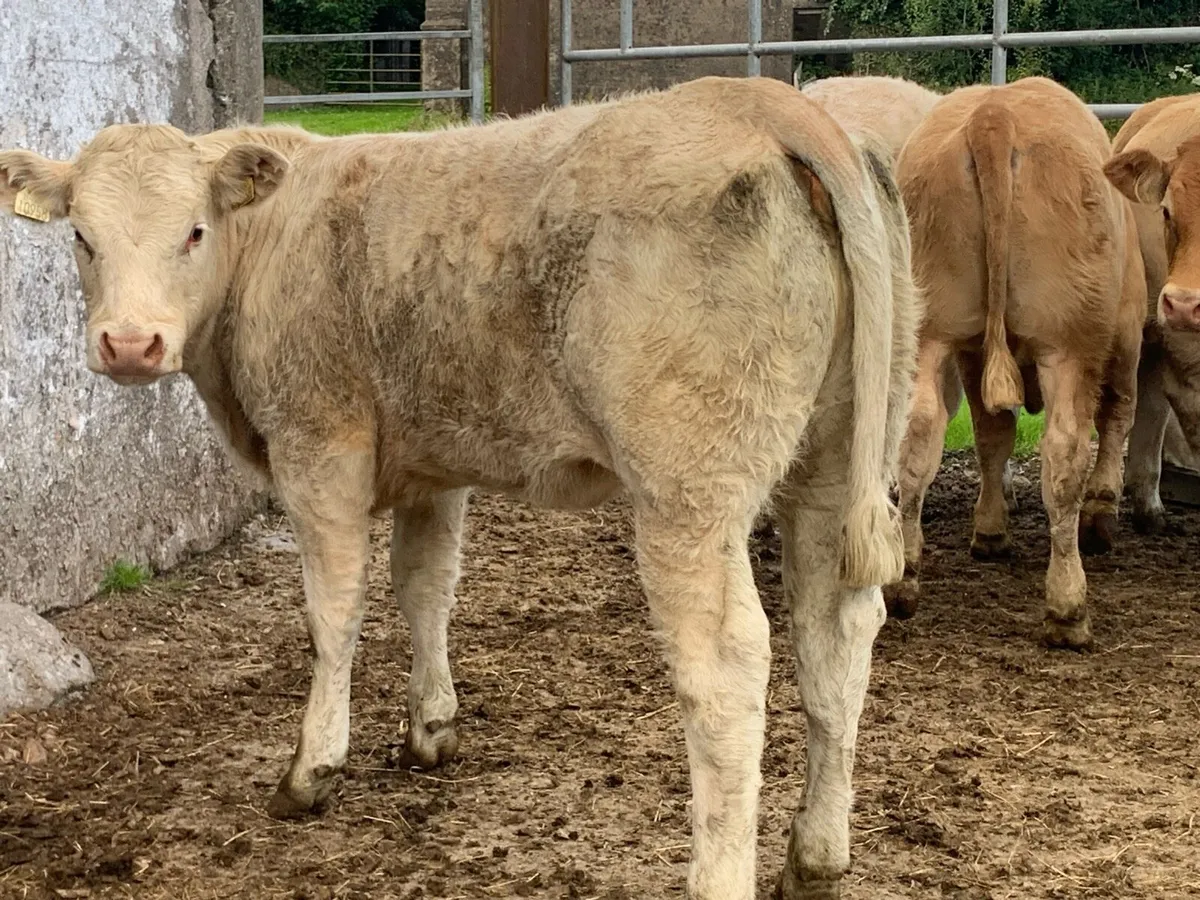 5 u grade heifers - Image 2