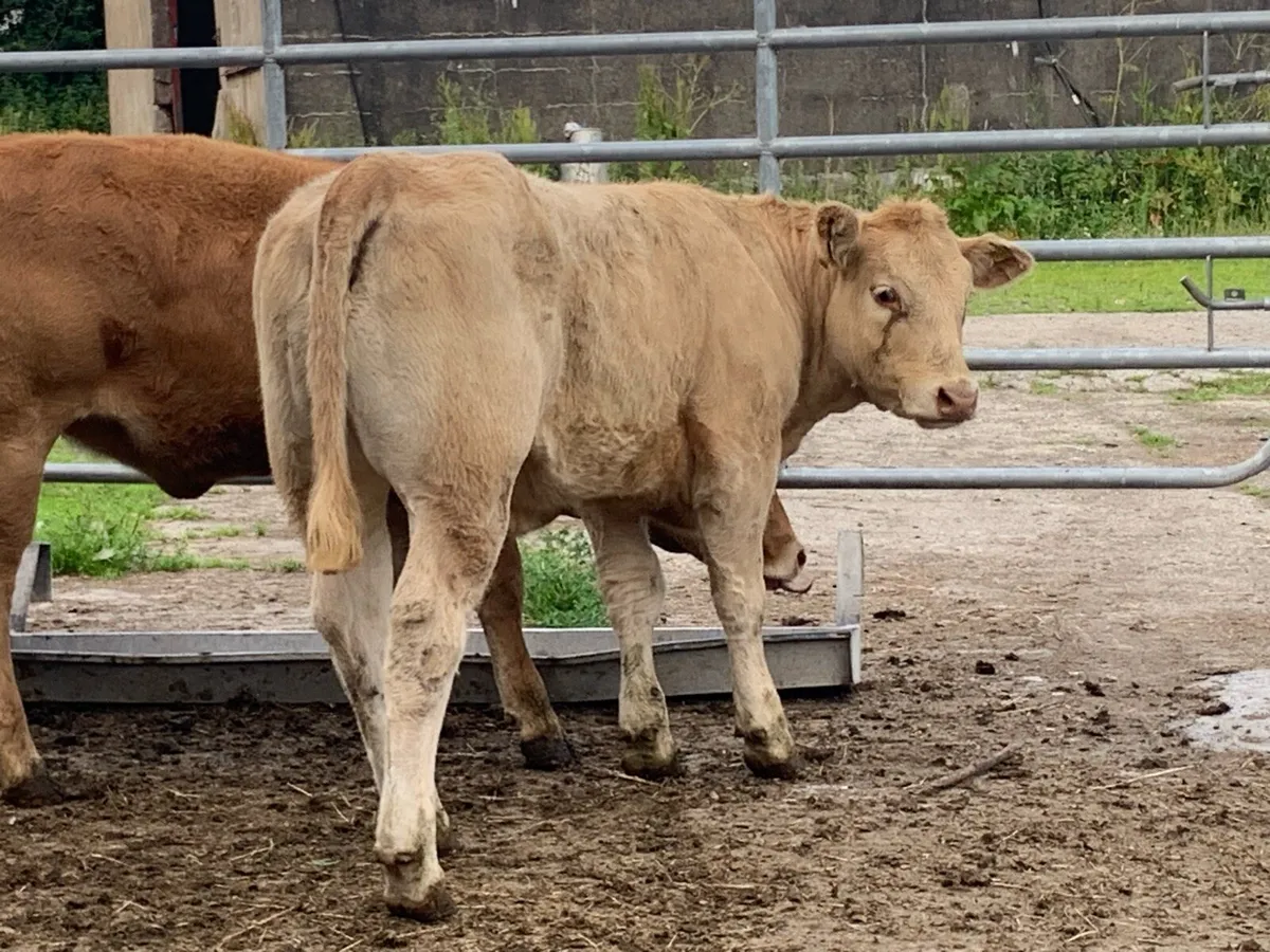 5 u grade heifers - Image 3