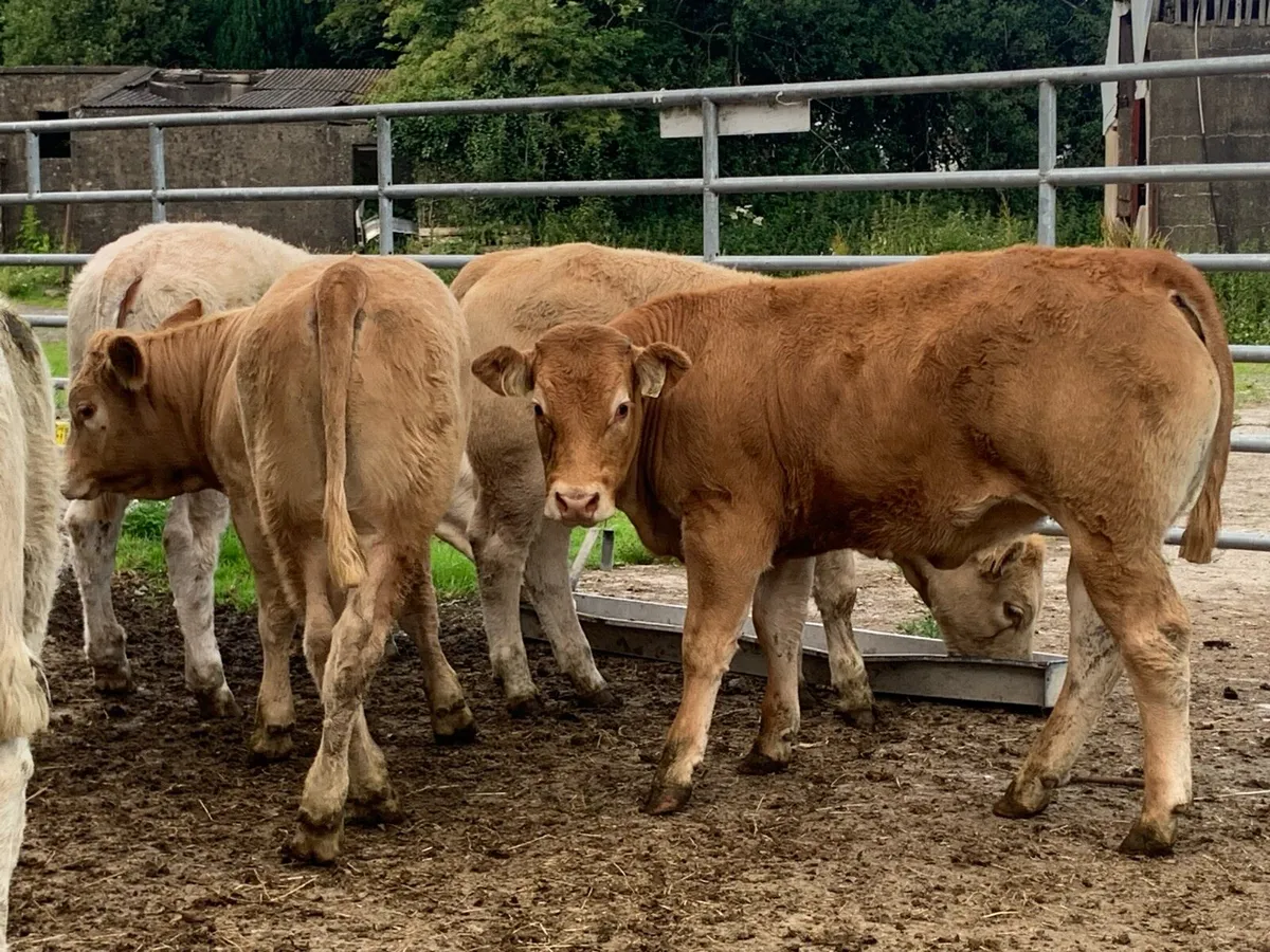 5 u grade heifers - Image 4