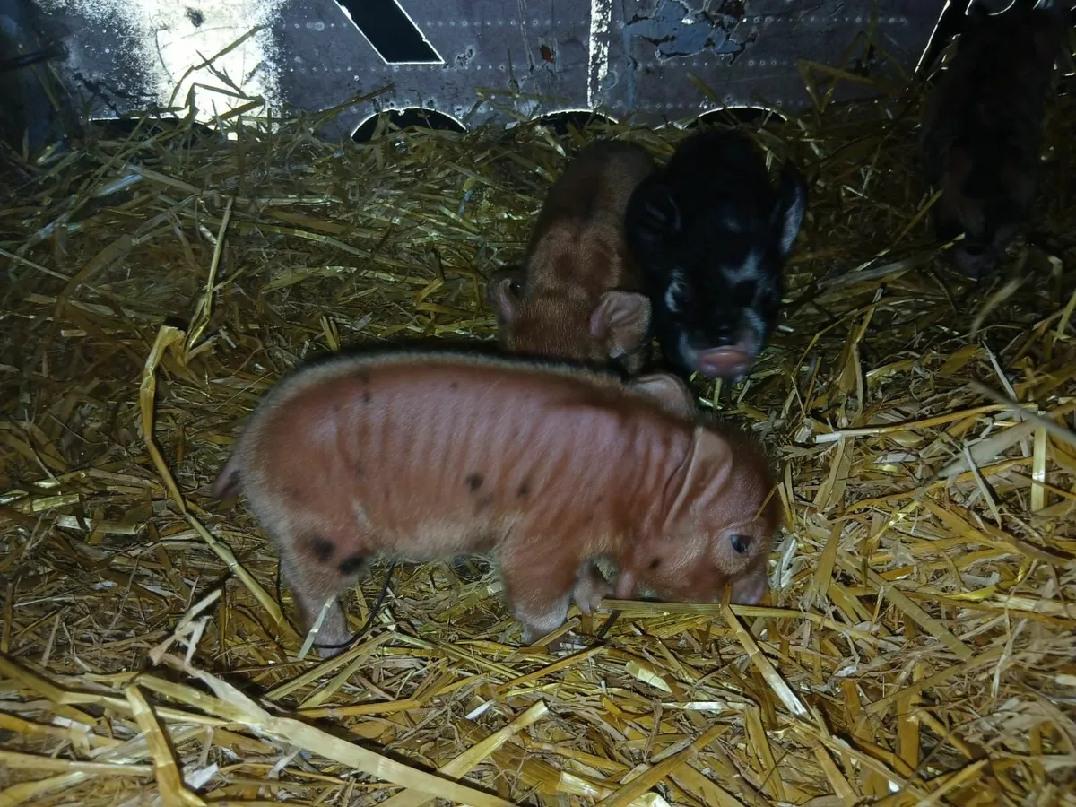 Kunekune piglets - Image 1