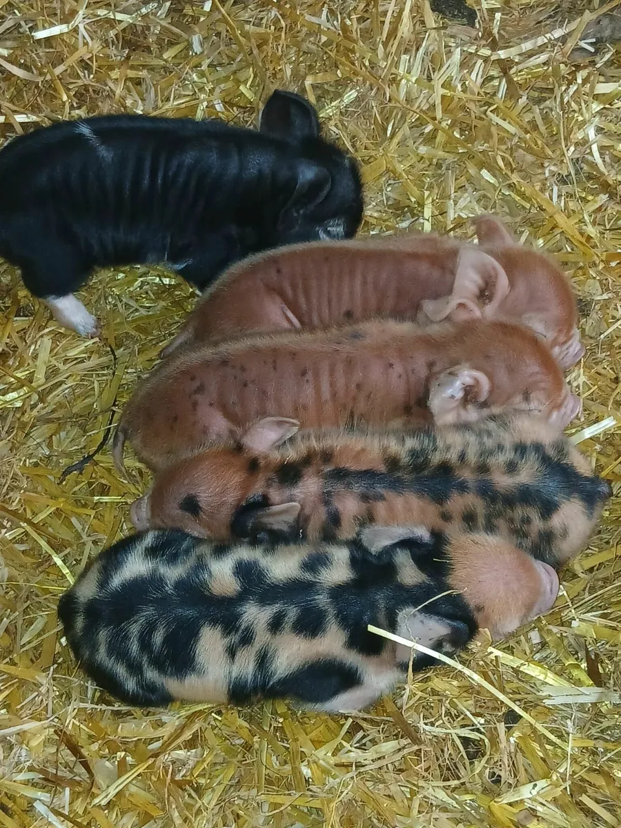 Kunekune piglets - Image 3