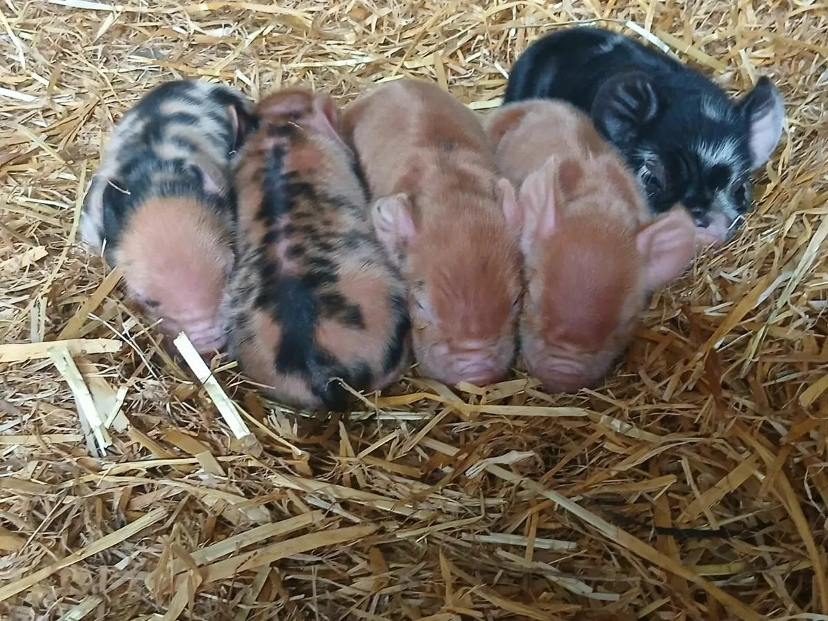 Kunekune piglets - Image 4
