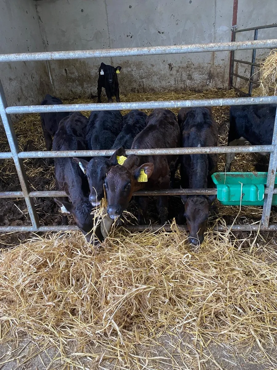 Angus & Hereford calves - Image 1