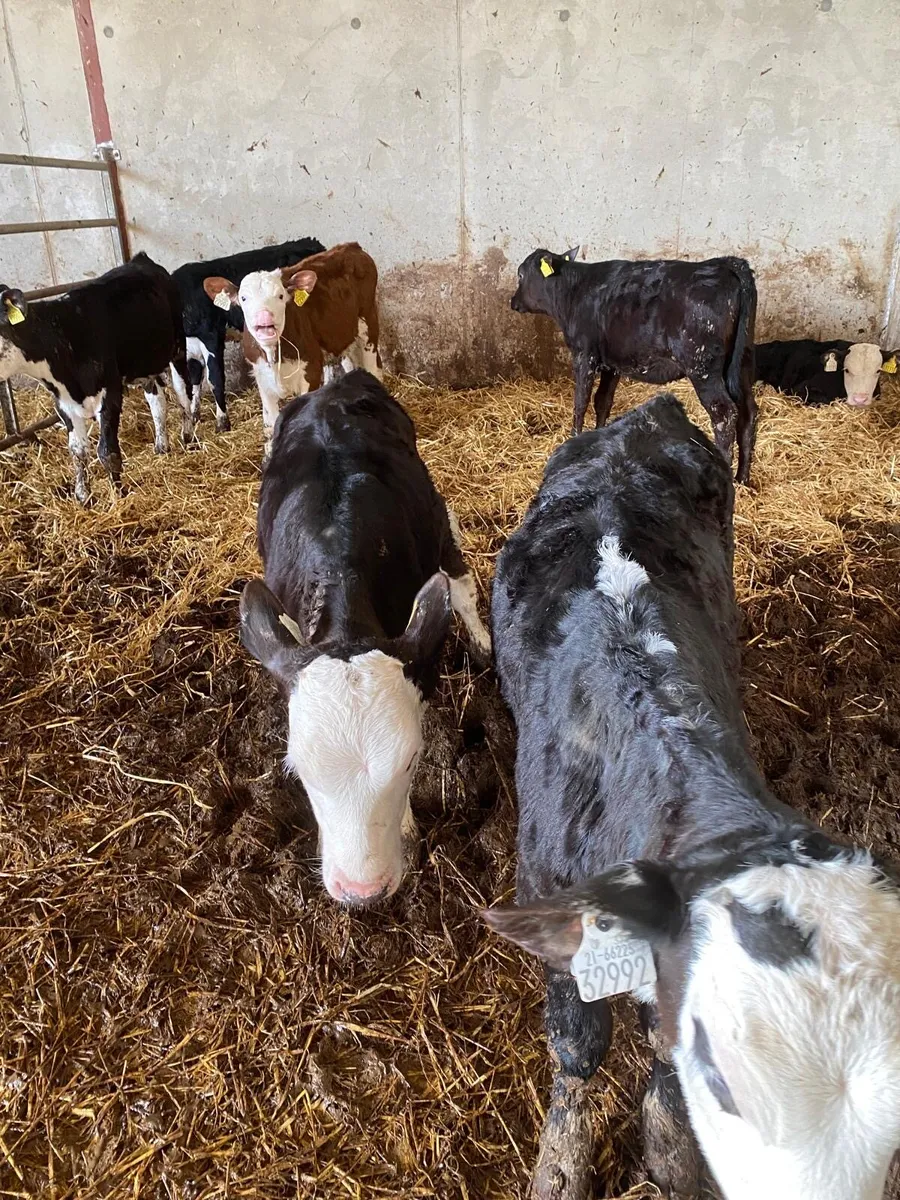 Angus & Hereford calves - Image 2