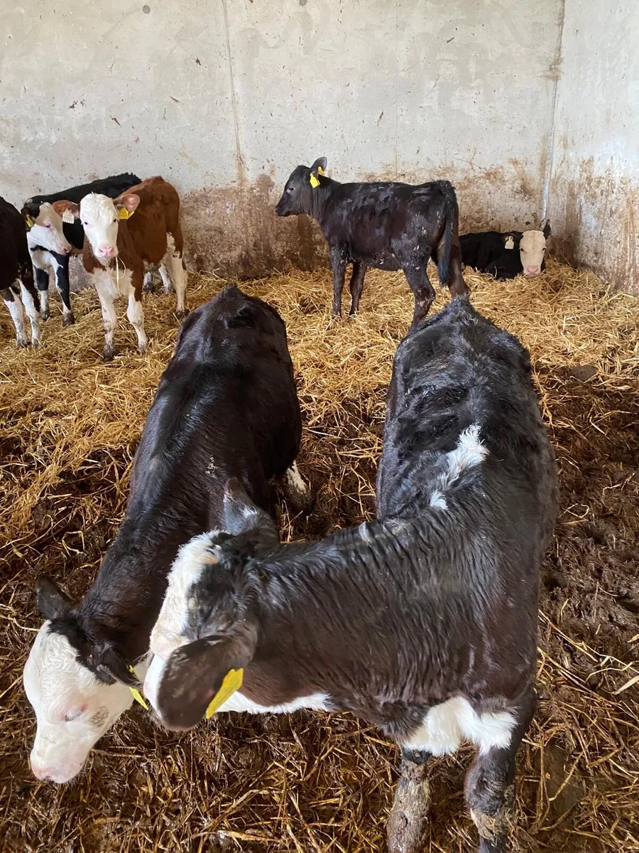 Angus & Hereford calves - Image 3